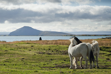 Obraz premium ponies in iceland landscape