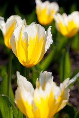 weiß-gelbe Tulpen