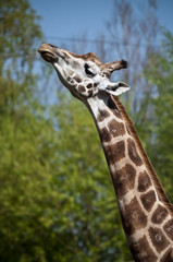 Giraffe 2