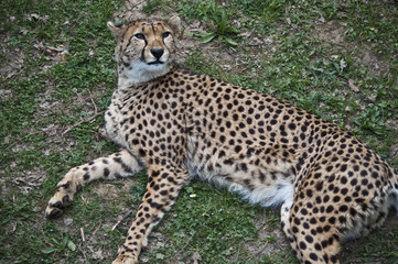 Fototapeta na wymiar Cheetah 4