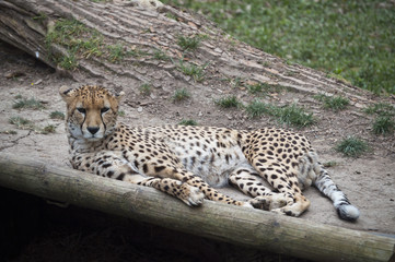 Cheetah 2