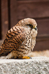 Turmfalke
