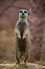 Meerkat 2