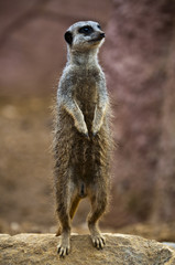 Meerkat 1