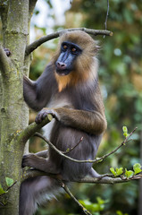 Mandrill