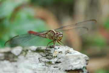 Libellula