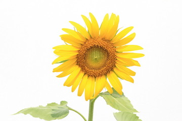 Fototapeta premium Beautiful sunflower