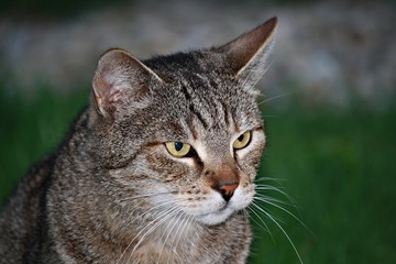 Fototapeta premium Kater 