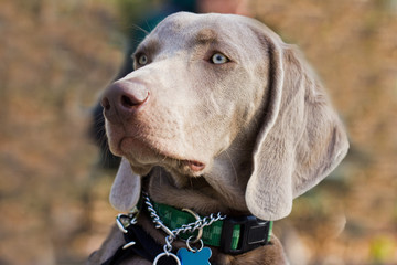 Weimaraner