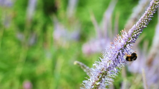 Hummel beim best&auml;uben