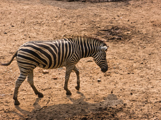 Fototapeta na wymiar Burchell's Zebra