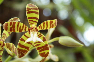 Tiger orchids. © Donjiy