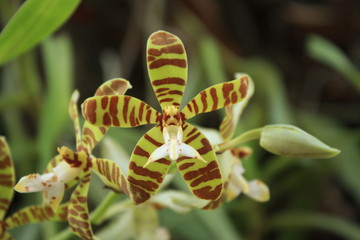 Tiger orchids. © Donjiy