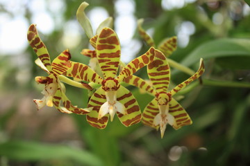 Tiger orchids. © Donjiy