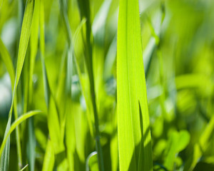 Obraz premium nature