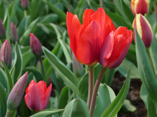 Tulipes Parc Floral