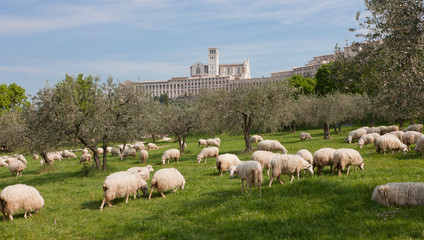 Fototapeta premium PANORAMA ASSISI BASILICA CON PECORE