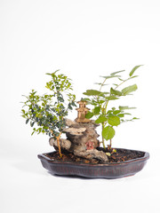 bonsai