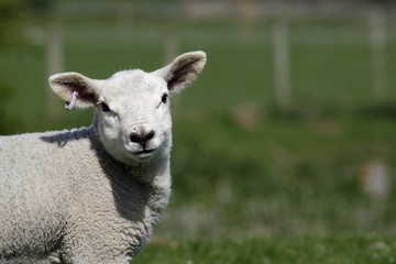 Fototapeta premium hello ewe