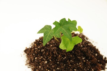 観葉植物