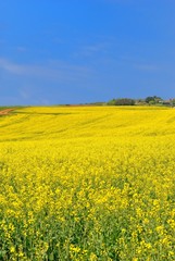 Obraz premium Prato fiorito