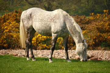 Naklejka na ściany i meble white spotted horse grazing on meadow