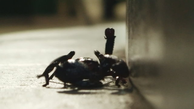 Scorpion approaching