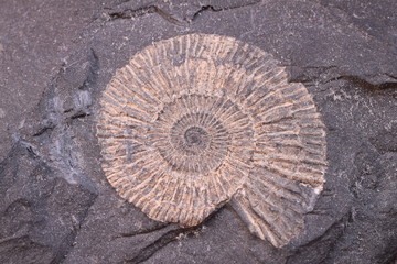 Fossil