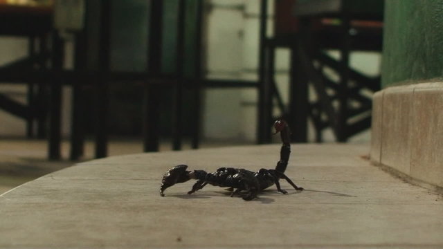 Scorpion turning