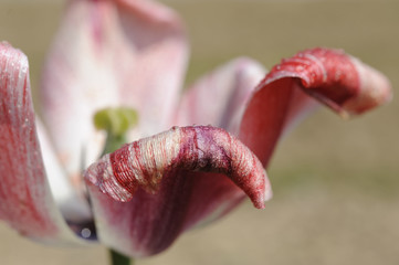 phantasievolle Tulpen