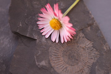 Gänseblümchen Fossil