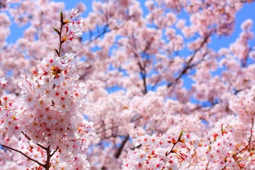 夢のあと