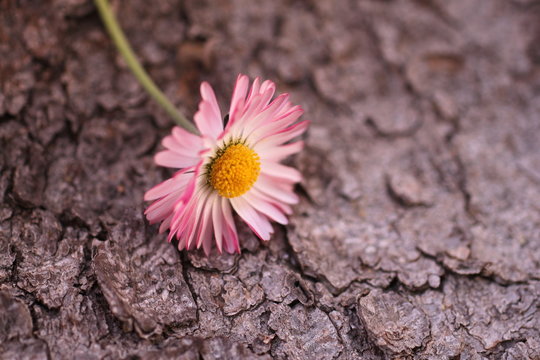 G&auml;nsebl&uuml;mchen Rinde