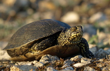 European Pond Terrapin (Emis orbicularis)