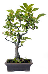 bonsai