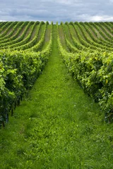 Zelfklevend Fotobehang Rows of grapes © Arpad