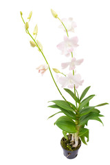 orchid isolated on a white background