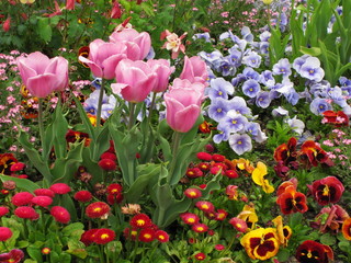 Rosa Tulpen und andere Frühlingsblumen