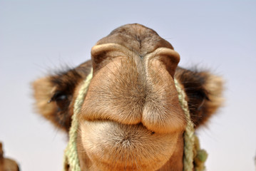 dromedary