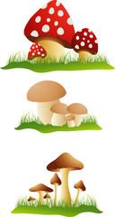 Funghi