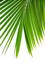 Kokospalmenblatt