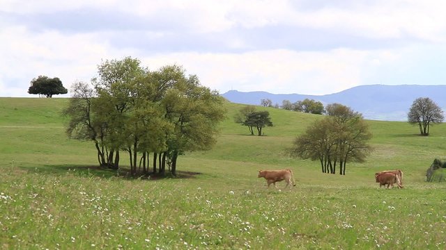 Dehesa 2