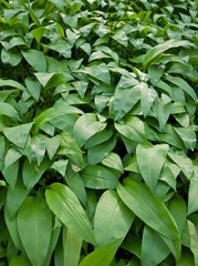 Obraz premium Wild garlic in woodland