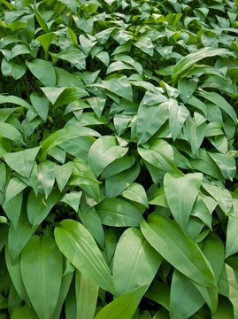 Wild garlic in woodland