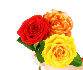 Red and yellow roses isolated on white