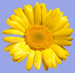 Yellow Daisy Flower