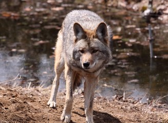 coyote sur la rive