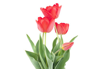 Tulip