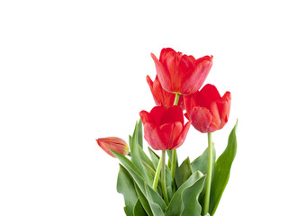 Tulip