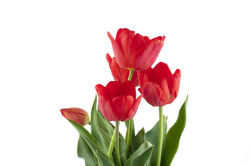 tulip
